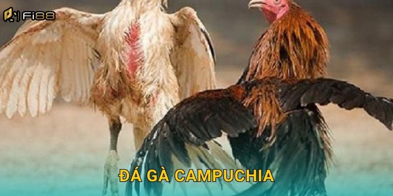 Đá Gà Campuchia Fi88 – Sân Chơi Uy Tín Hàng Đầu Châu Á