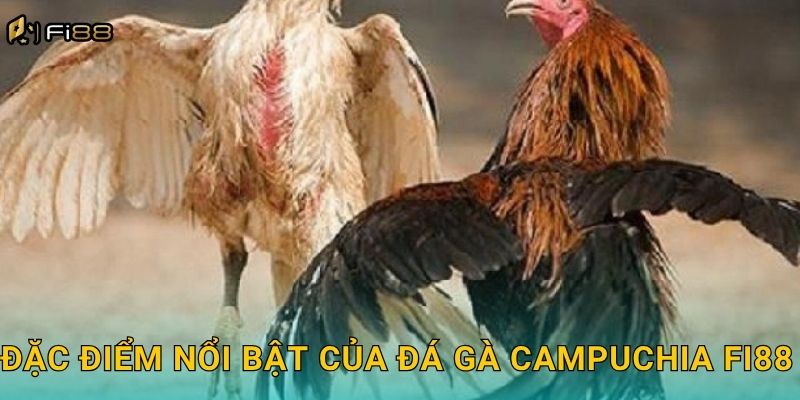 Đặc Điểm Nổi Bật Của Đá Gà Campuchia Fi88