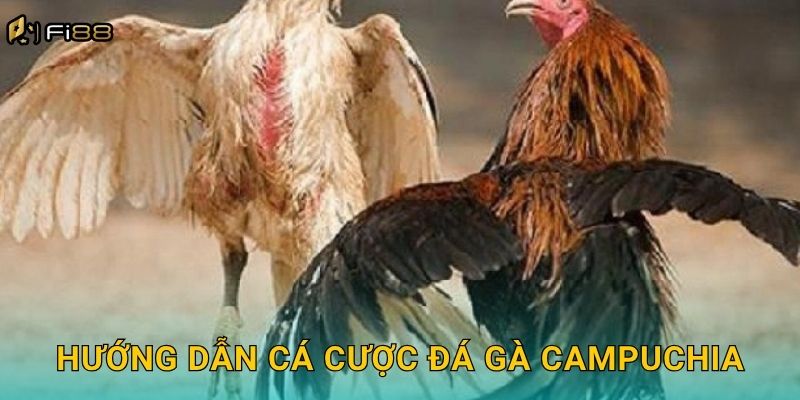 Hướng Dẫn Cá Cược Đá Gà Campuchia