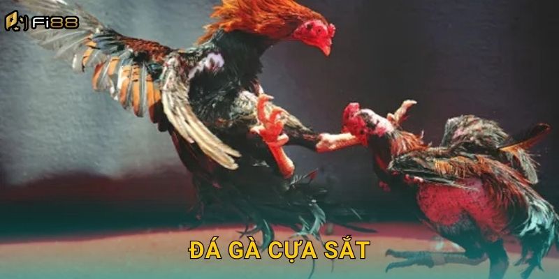 Đá Gà Cựa Sắt Fi88 – Đẳng Cấp Kịch Tính, Thưởng Lớn