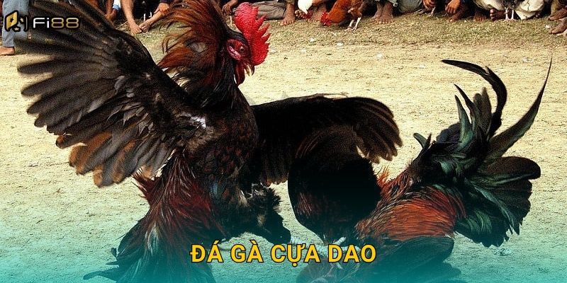 Đá Gà Cựa Dao Fi88 – Kịch Chiến Sinh Tử, Cược Cực Cao