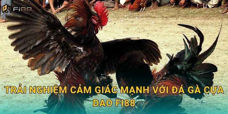 Trải Nghiệm Cảm Giác Mạnh Với Đá Gà Cựa Dao Fi88