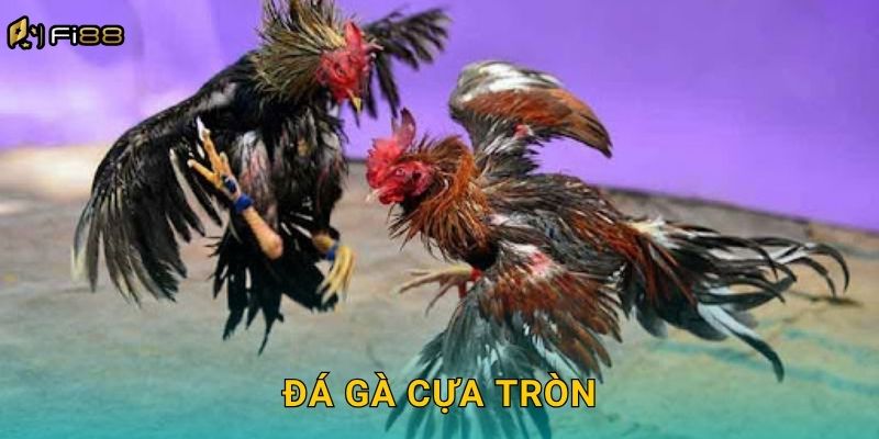 Đá Gà Cựa Tròn Fi88 – Lối Chơi Truyền Thống Đầy Thú Vị