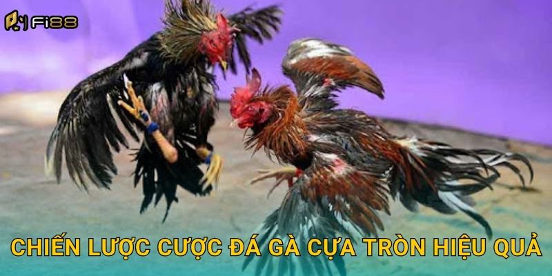 Chiến Lược Cược Đá Gà Cựa Tròn Hiệu Quả