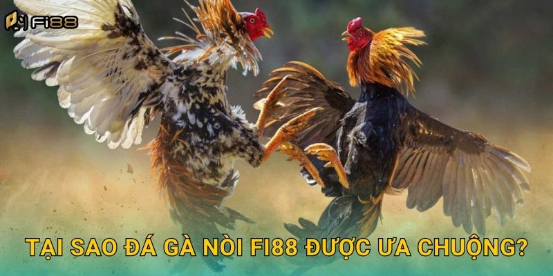 Tại Sao Đá Gà Nòi Fi88 Được Ưa Chuộng?
