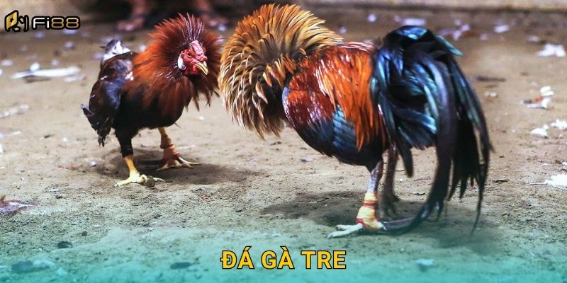 Đá Gà Tre Fi88 – Trận Đấu Tốc Độ Cao, Cực Kịch Tính