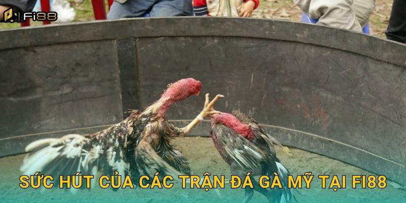 Sức Hút Của Các Trận Đá Gà Mỹ Tại Fi88