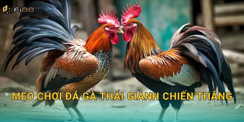 Mẹo Chơi Đá Gà Thái Giành Chiến Thắng