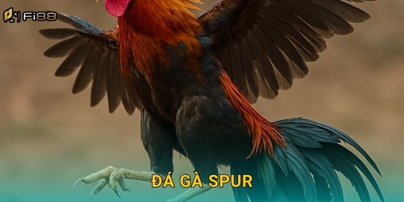 Đá Gà Spur Fi88 – Kịch Tính Của Cuộc Đấu Cựa Nhân Tạo