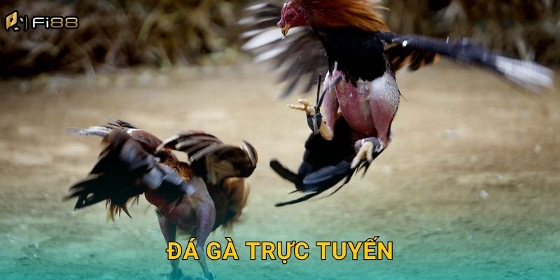 Đá Gà Trực Tuyến Fi88 – Sân Chơi Đỉnh Cao Cho Kê Thủ