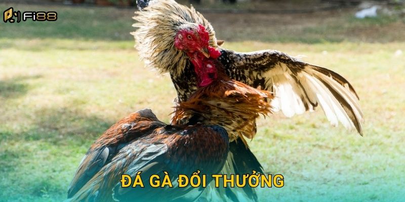 Trải Nghiệm Đá Gà Đổi Thưởng Fi88 Uy Tín, Linh Hoạt