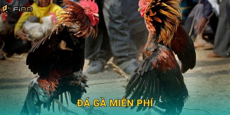 Thưởng Thức Đá Gà Miễn Phí Tại Fi88 – Xem Kèo Không Cần Vốn